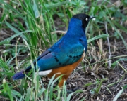 MG 0591 Serengeti Bird near Lee tent